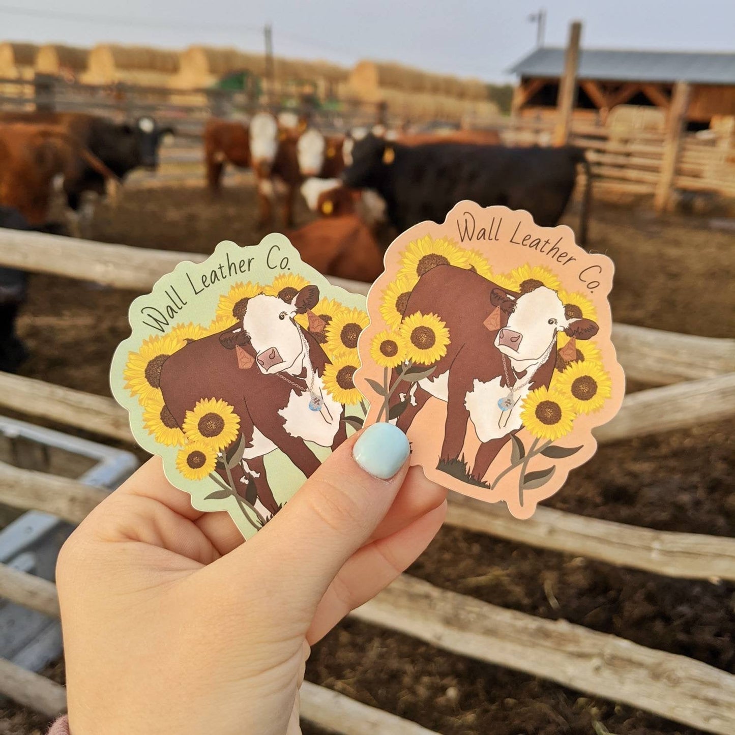 Hereford & Sunflowers Sticker Decal