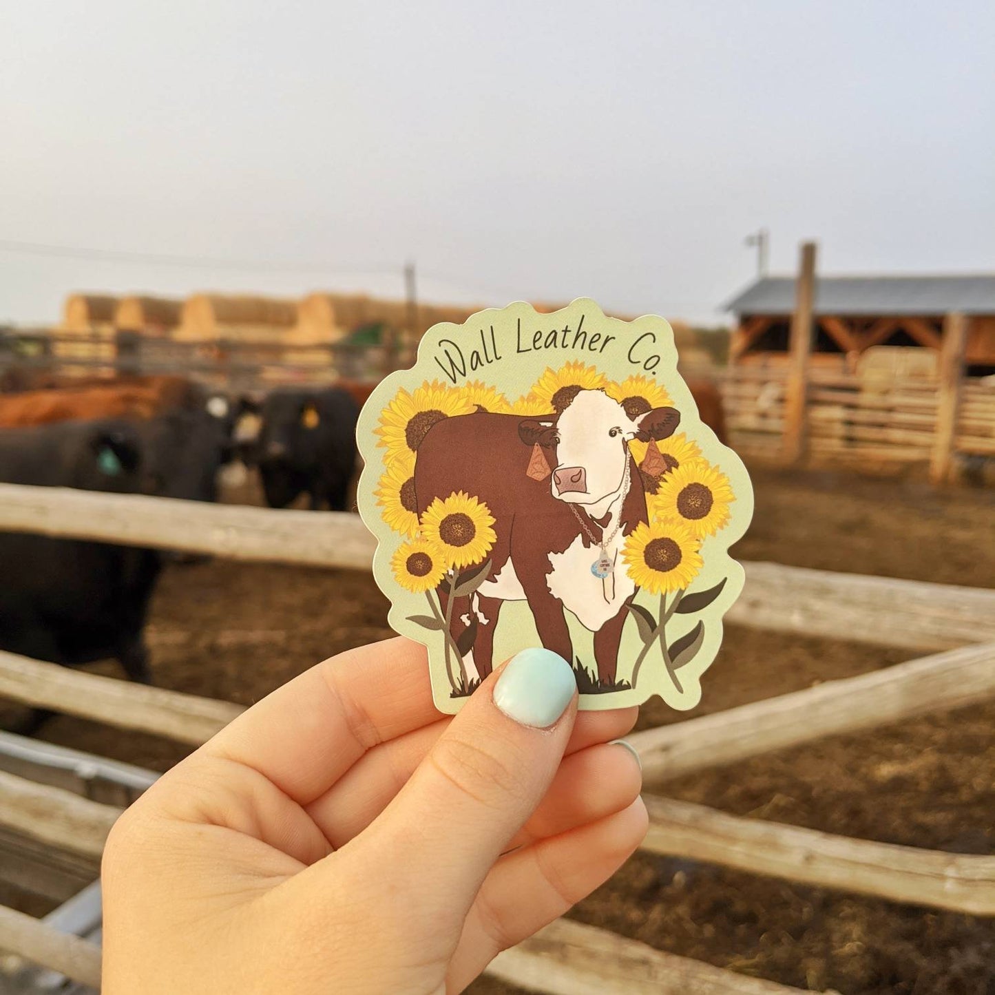 Hereford & Sunflowers Sticker Decal